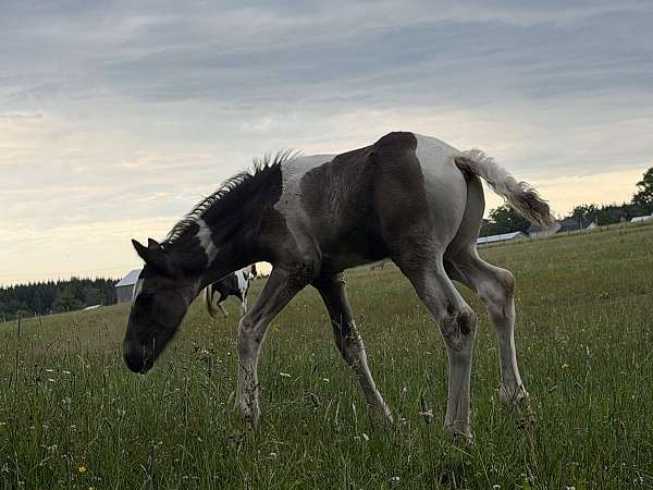 apha-warmblood-horse