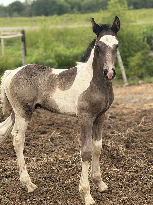 apha-mare-warmblood-horse