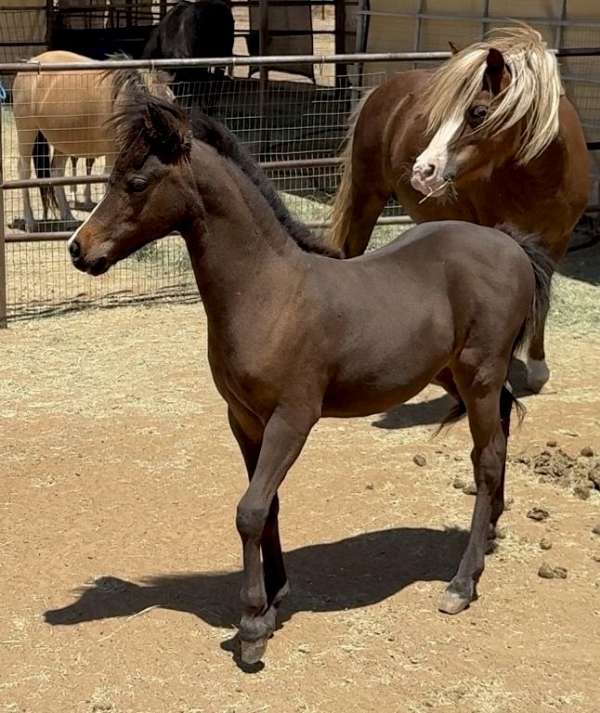 miniature-colt