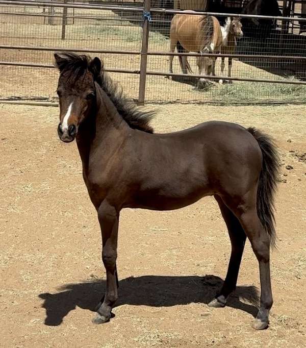 miniature-horse-for-sale