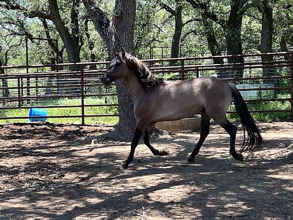 grulla-dun-factors-horse