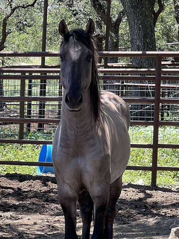 homozygous-mustang-horse
