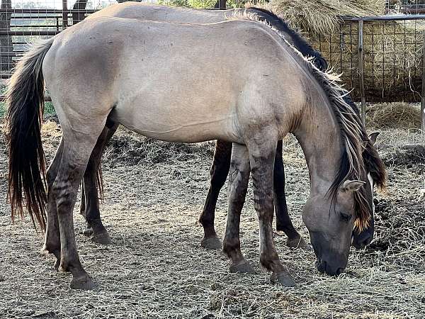dun-factors-leg-barring-horse