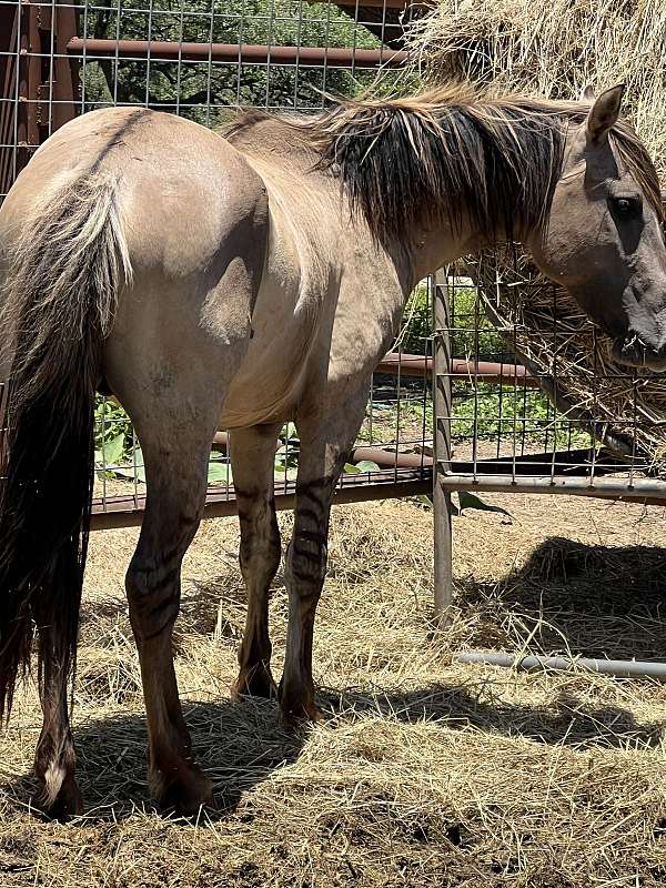 grulla-dun-factors-leg-barring-horse