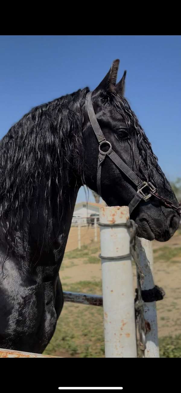 friesian-stallion