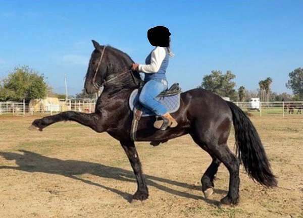 friesian-horse