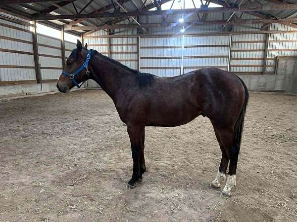 world-champion-gelding