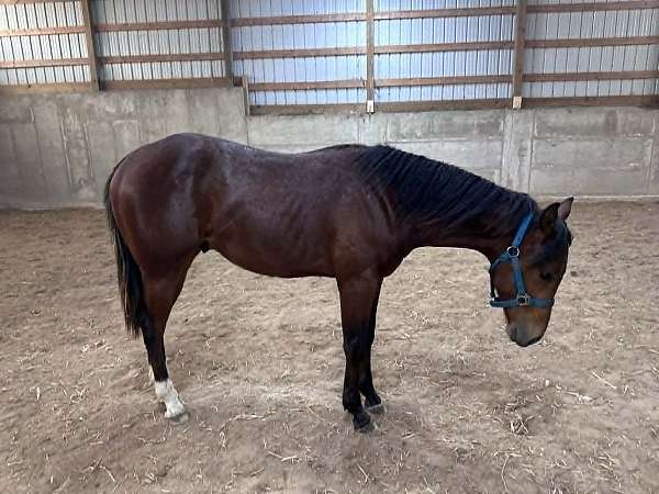 apha-paint-horse