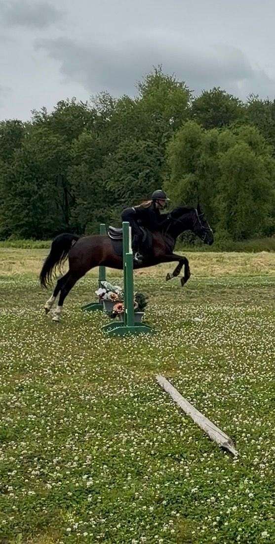 dutch-warmblood-horse-for-sale