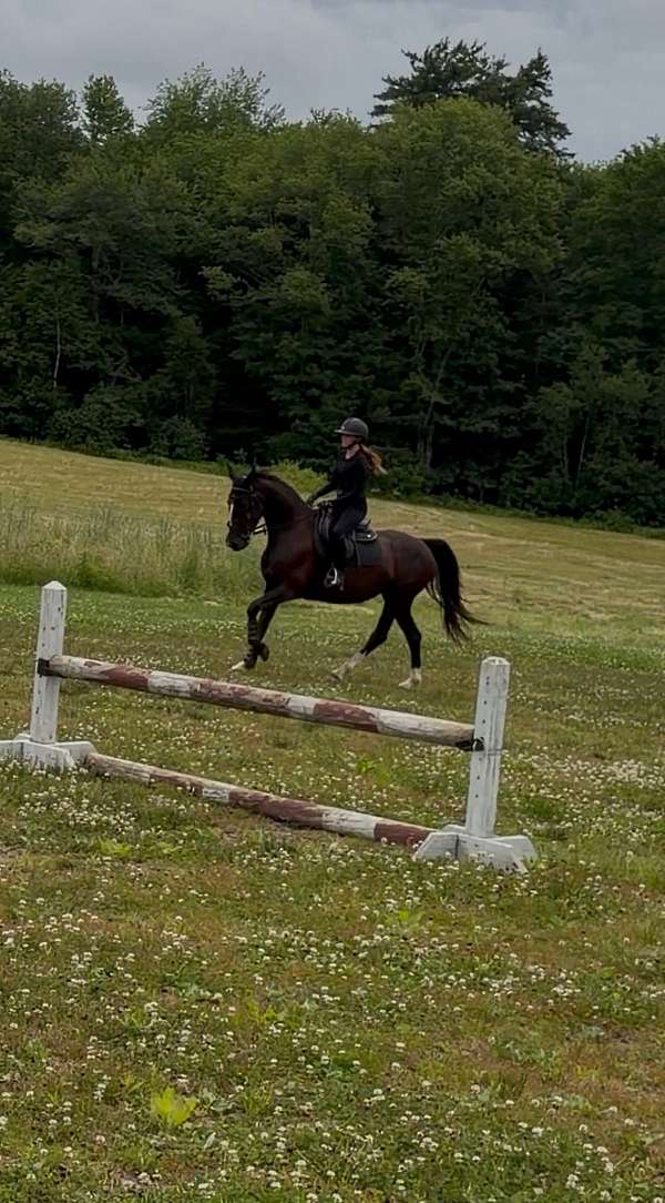 dutch-warmblood-mare