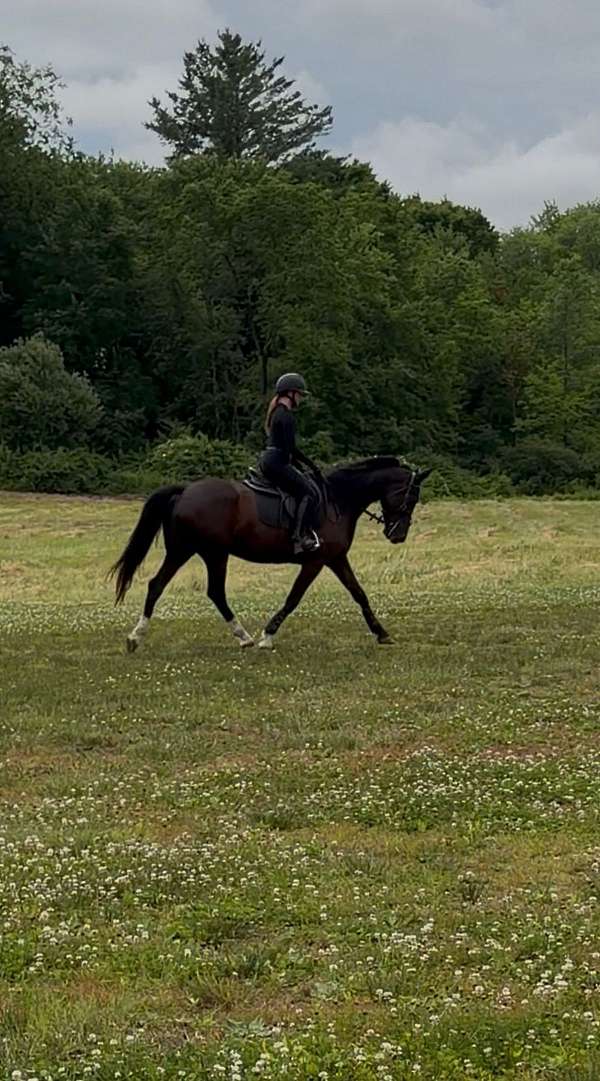 dutch-warmblood-horse