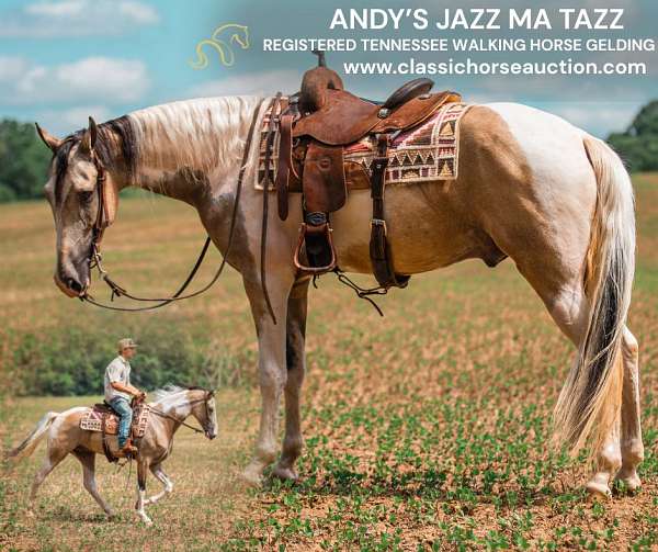 buckskin-white-tennessee-walking-horse