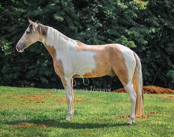 horseman-tennessee-walking-horse