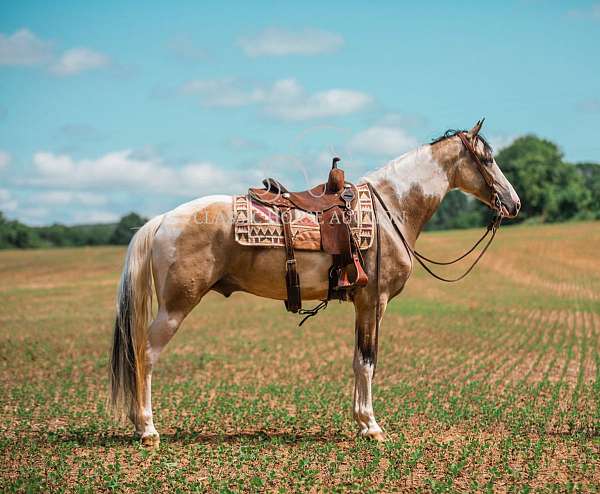 tobanio-tennessee-walking-horse