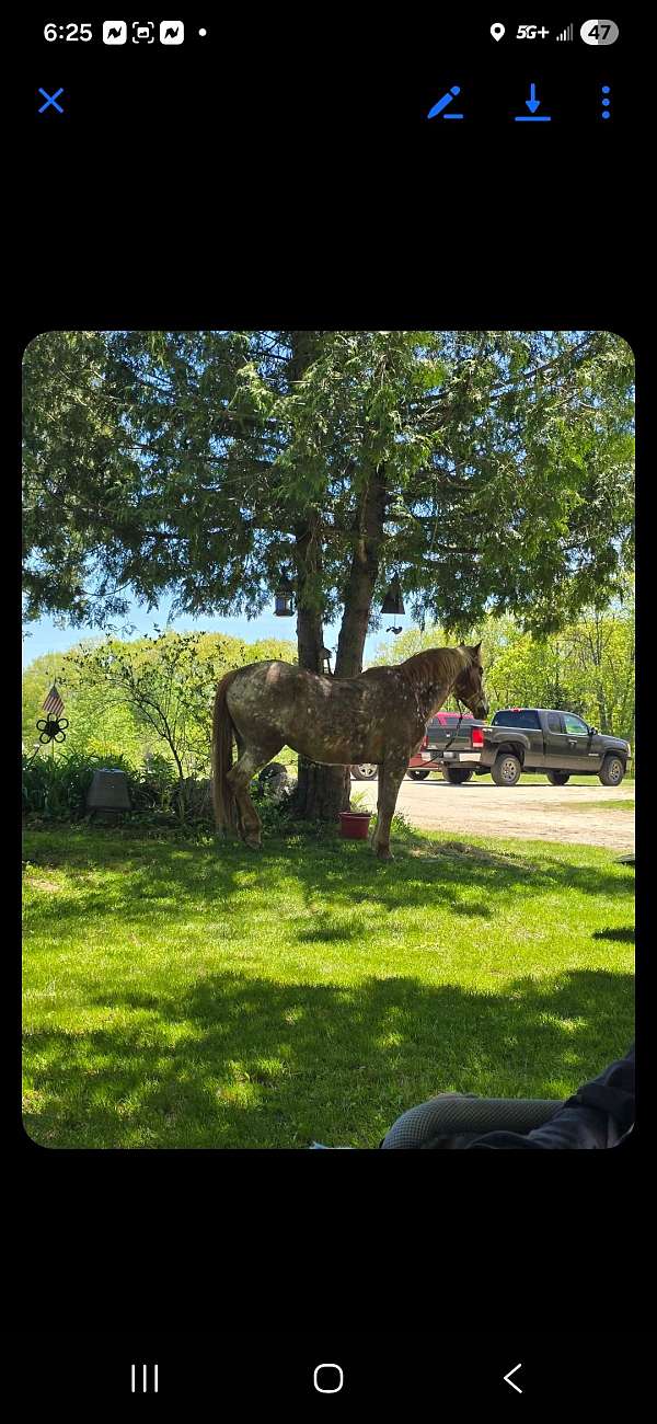 alot-of-white-spots-horse