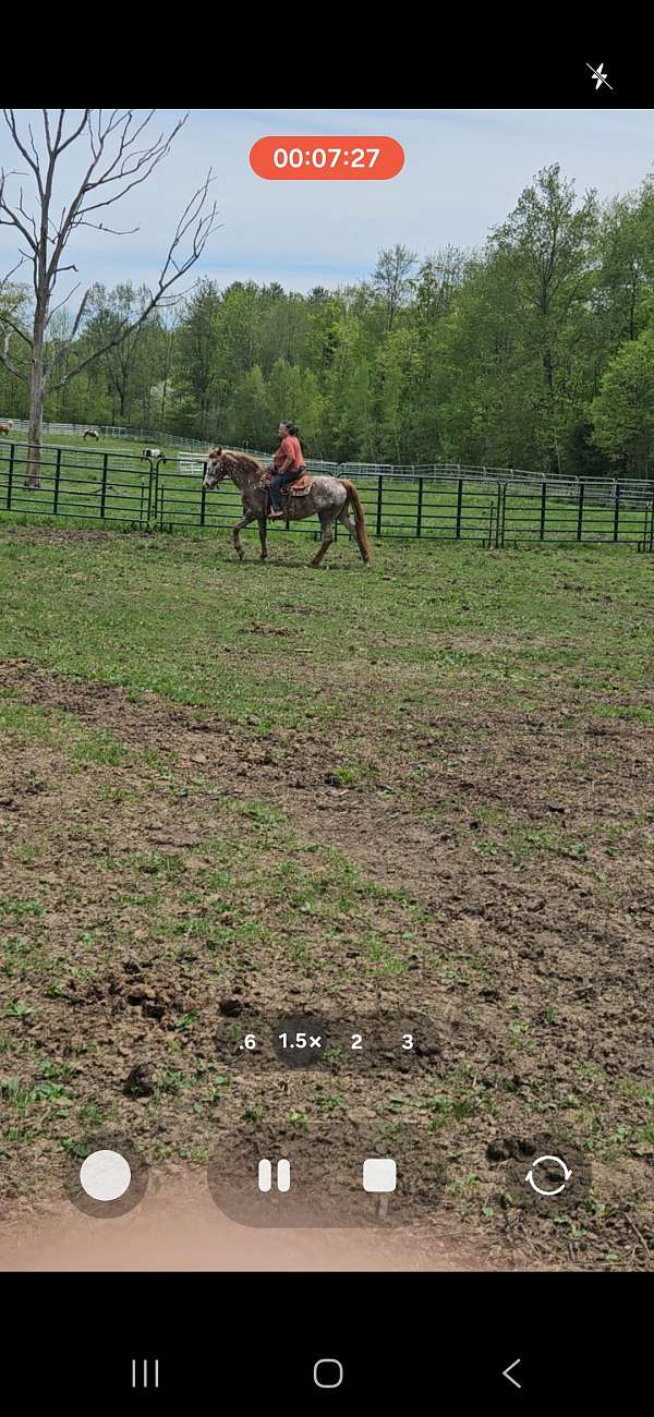 red-roan-alot-of-white-spots-horse
