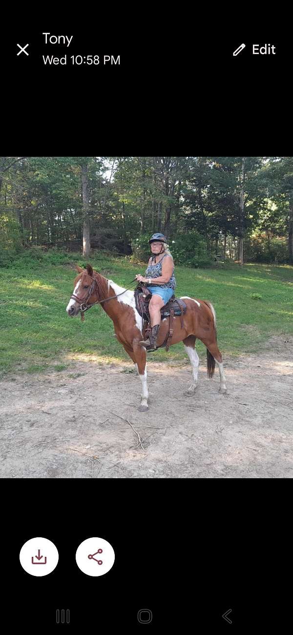 white-star-on-the-forehead-horse