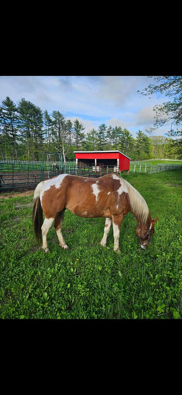 sorrel-white-star-on-the-forehead-horse
