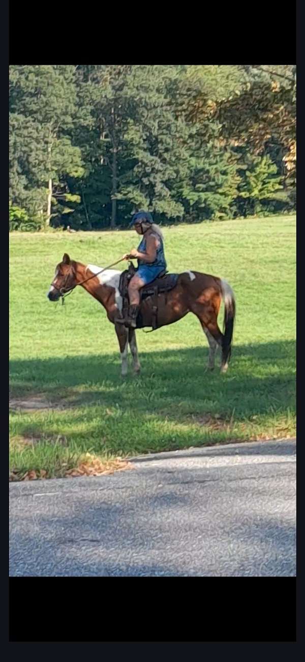 all-around-paint-horse