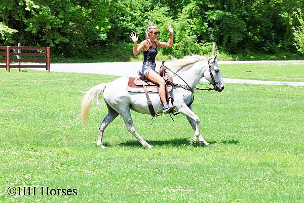 all-around-quarter-horse
