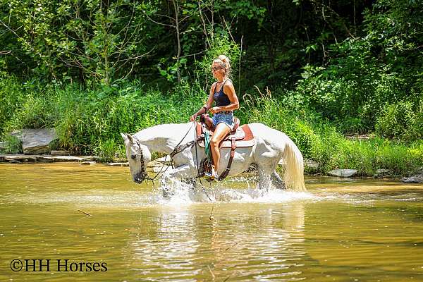 beginner-quarter-horse