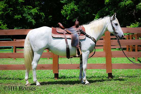 athletic-quarter-horse
