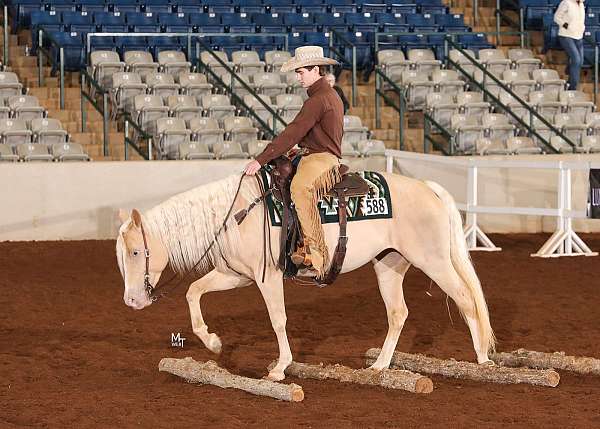 flashy-quarter-horse