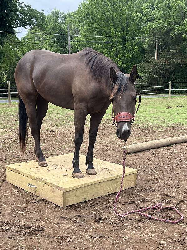 brown-roan-quarter-horse-mare-weanling