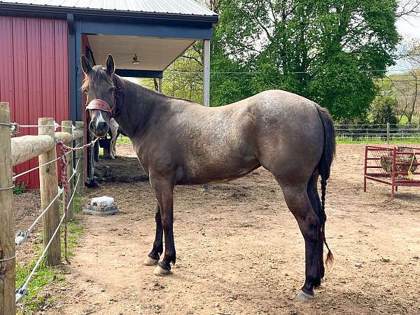 brown-roan-mare-weanling-for-sale