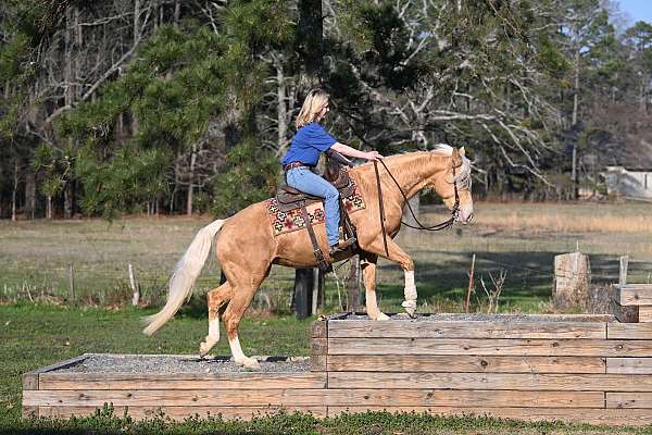 gentle-quarter-horse