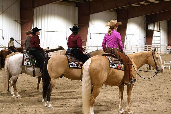 all-around-quarter-horse