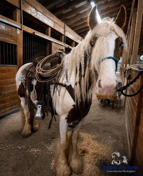educated-gypsy-vanner-horse
