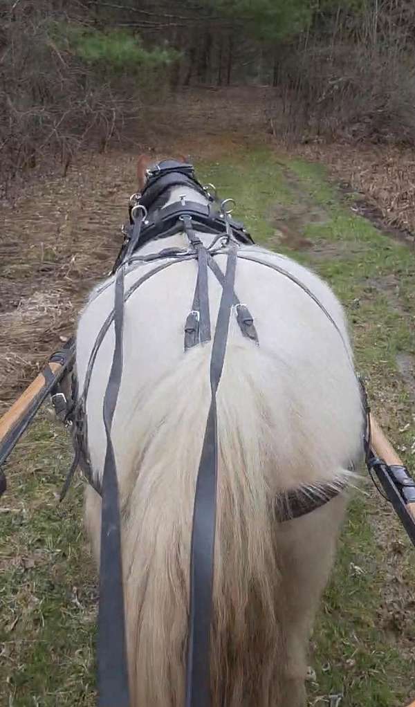 friendly-personality-gypsy-vanner-horse
