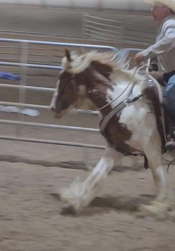 ranch-prospect-gypsy-vanner-horse