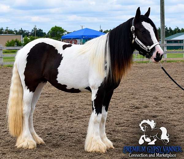 future-family-gypsy-vanner-horse