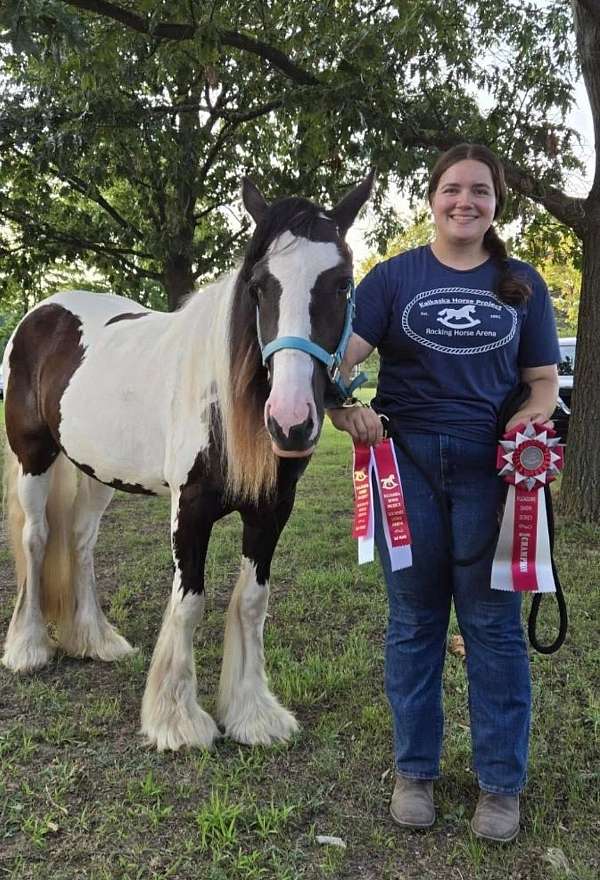 judged-gypsy-vanner-horse