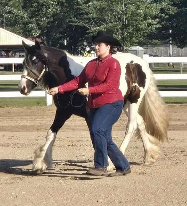 lunges-gypsy-vanner-horse