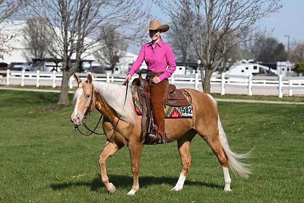 aqha-quarter-horse