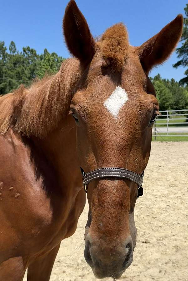 16-hand-belgian-mare