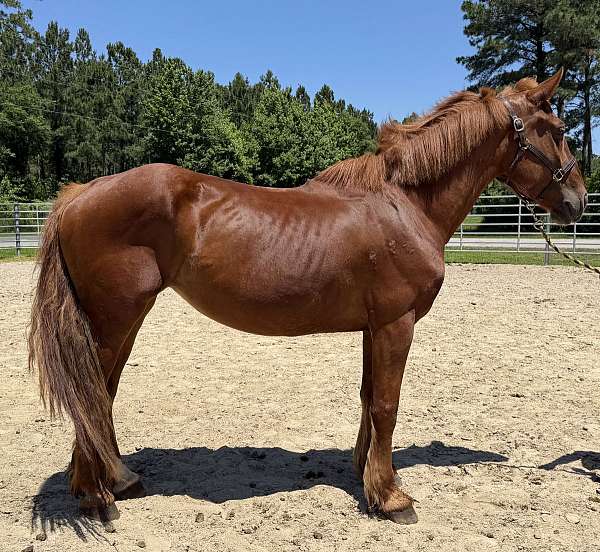 sorrel-mare-for-sale