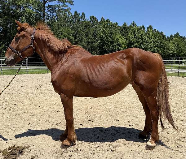 sorrel-belgian-mare