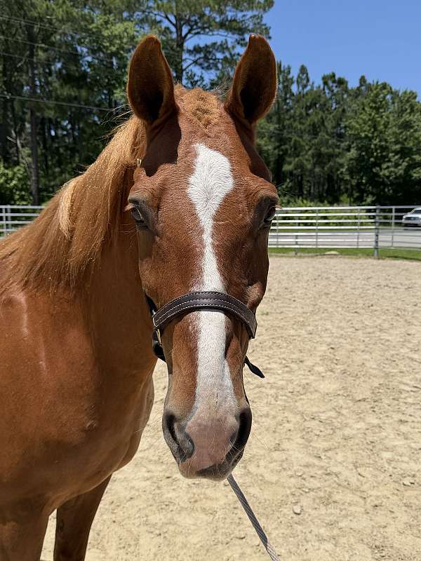 14-hand-draft-gelding