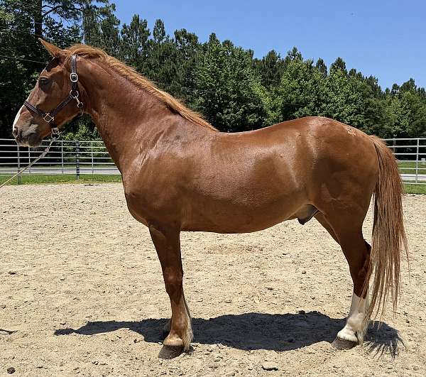 sorrel-draft-gelding