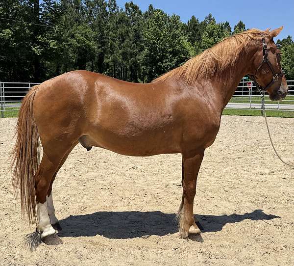 sorrel-gelding-for-sale