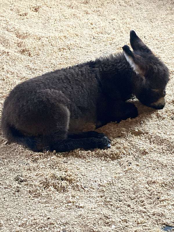 brown-miniature-donkey