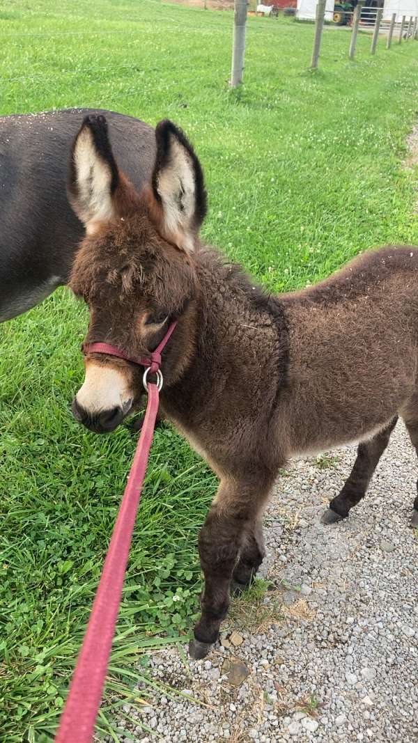 companion-halter-spotted-donkey