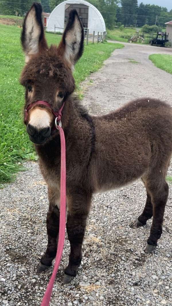 companion-halter-miniature-donkey