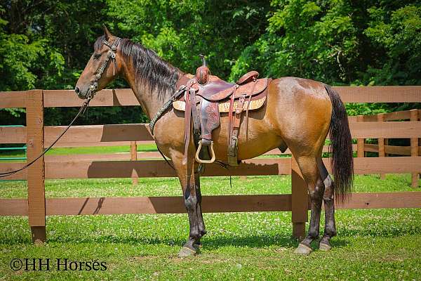 all-around-morgan-horse