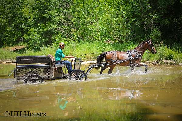 athletic-morgan-horse