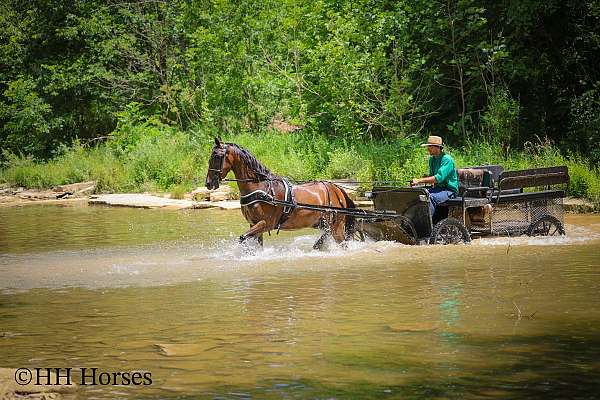 drill-team-morgan-horse